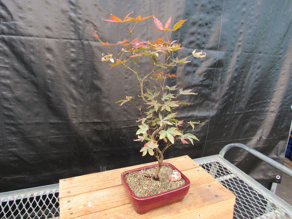 Curved Trunk Red Japanese Maple Bonsai Tree Side