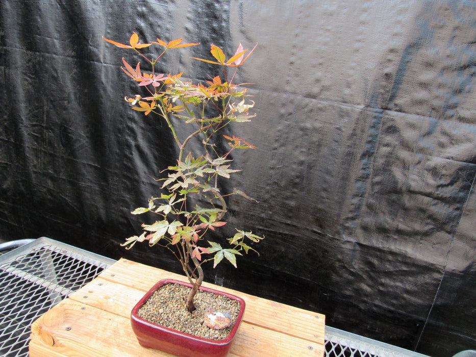 Curved Trunk Red Japanese Maple Bonsai Tree Strong Side