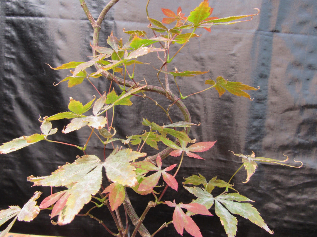 Curved Trunk Red Japanese Maple Bonsai Tree Foliage