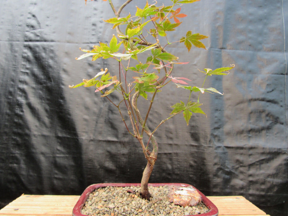 Curved Trunk Red Japanese Maple Bonsai Tree Trunk