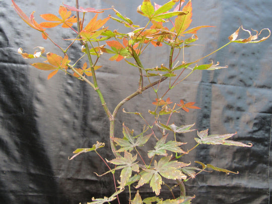 Curved Trunk Red Japanese Maple Bonsai Tree