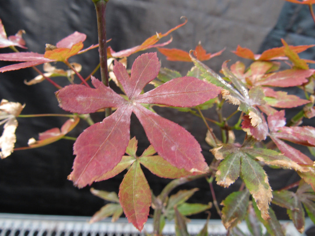 Curved Trunk Red Japanese Maple Bonsai Tree Fall Foliage