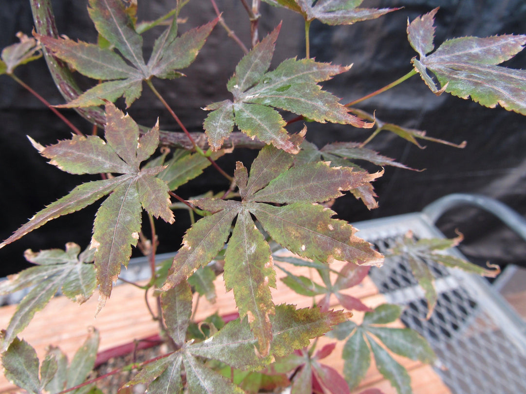 Curved Trunk Red Japanese Maple Bonsai Tree Leaves