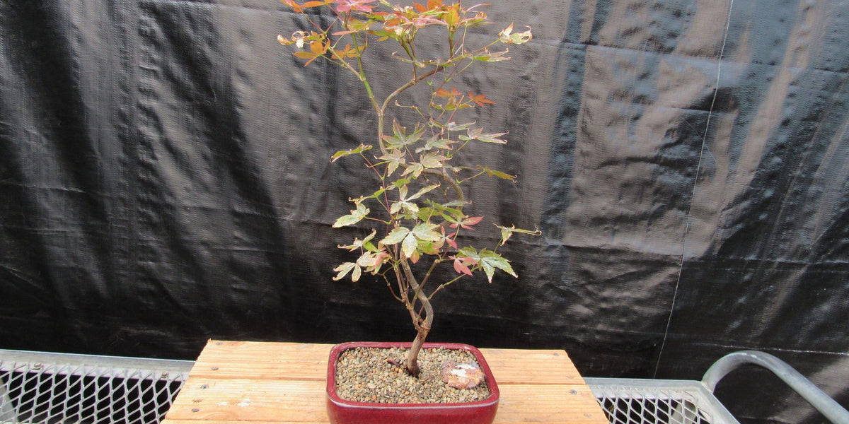 red flower bonsai tree Curved Trunk Red Japanese Maple Bonsai Tree
