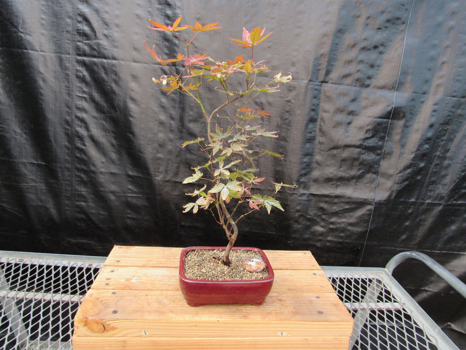 Curved Trunk Red Japanese Maple Bonsai Tree