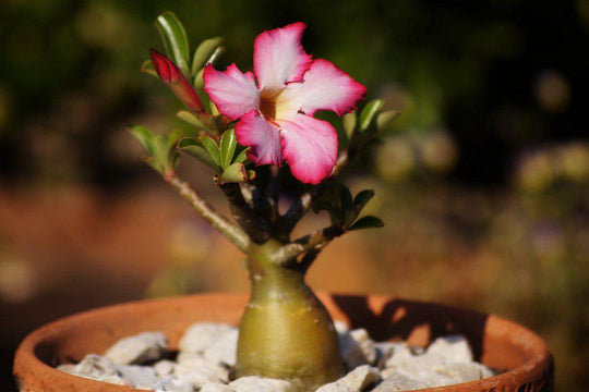 Desert Rose Bonsai Tree