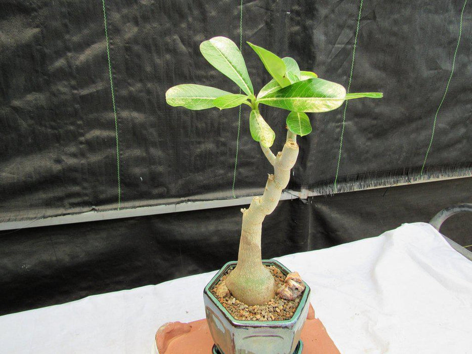 Large Desert Rose Bonsai Tree  Canopy