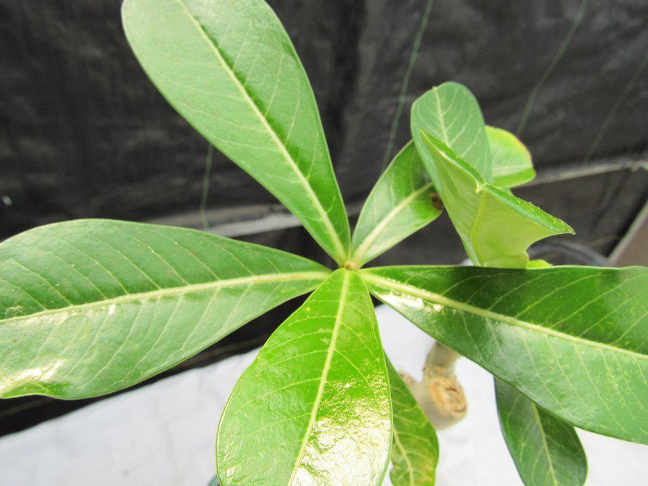 Large Desert Rose Bonsai Tree Leaves