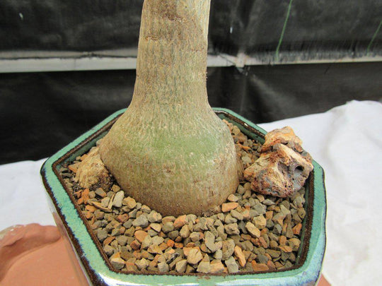 adenium bonsai tree Desert Rose Bonsai Tree