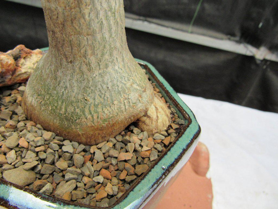 Large Desert Rose Bonsai Tree Back Of Trunk