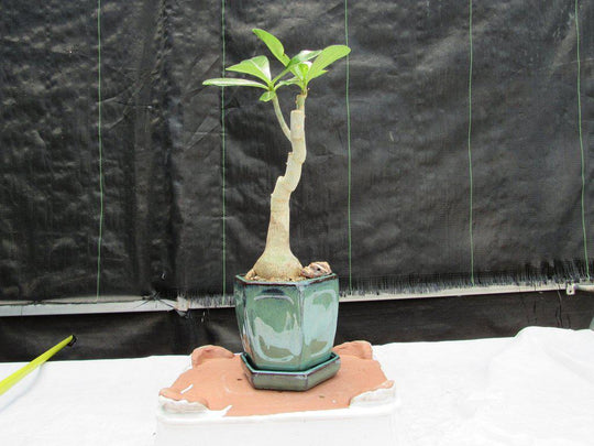 bonsai tree desert rose Desert Rose Bonsai Tree