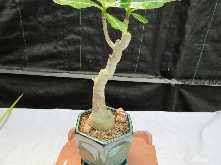 Large Desert Rose Bonsai Tree Pot