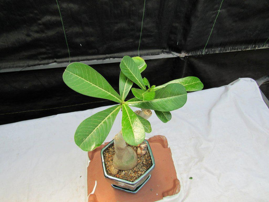 Large Desert Rose Bonsai Tree Top