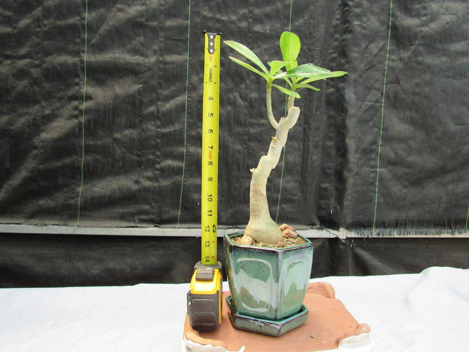 Large Desert Rose Bonsai Tree Size