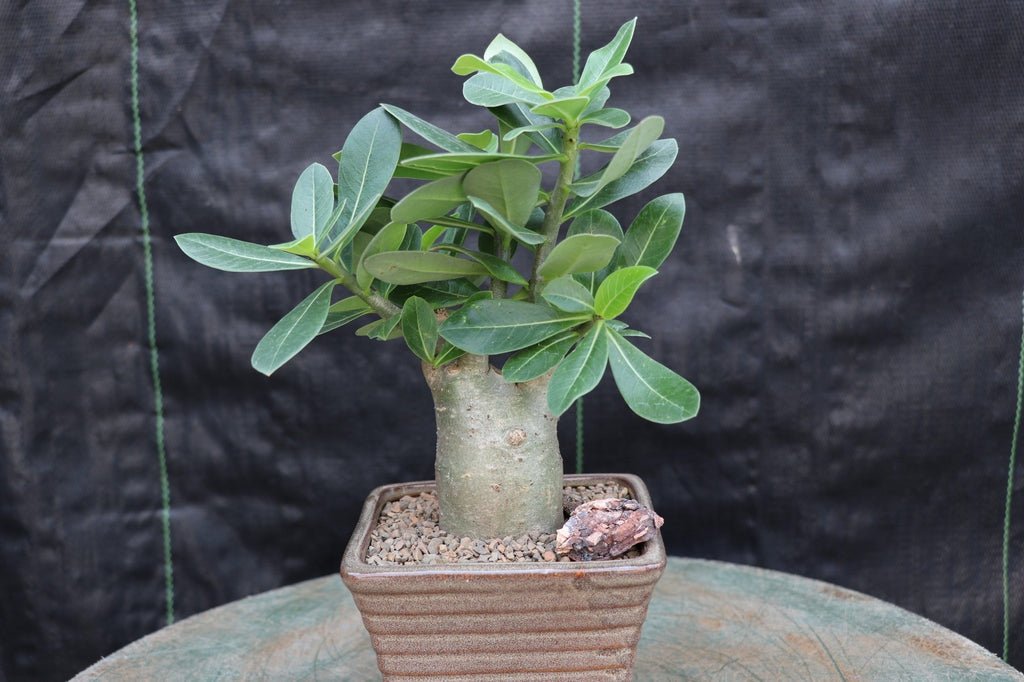 Desert Rose Bonsai Tree Profile