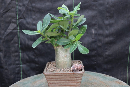 adenium bonsai tree Desert Rose Bonsai Tree