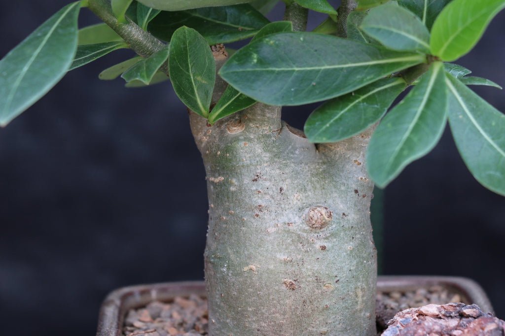 Desert Rose Bonsai Tree Trunk
