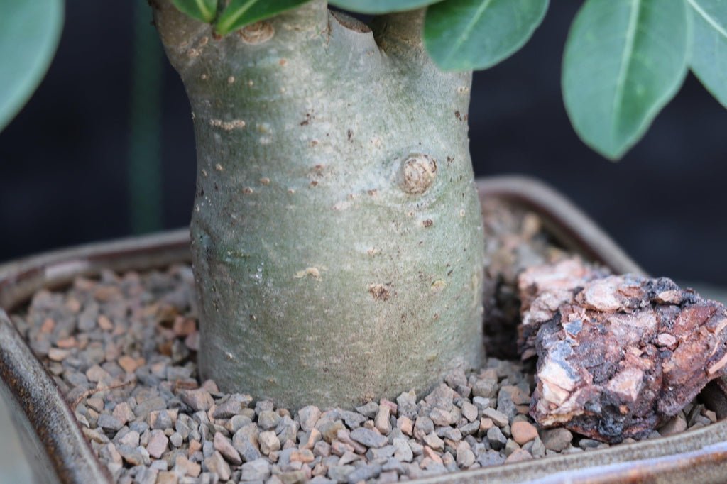 Desert Rose Bonsai Tree Bark