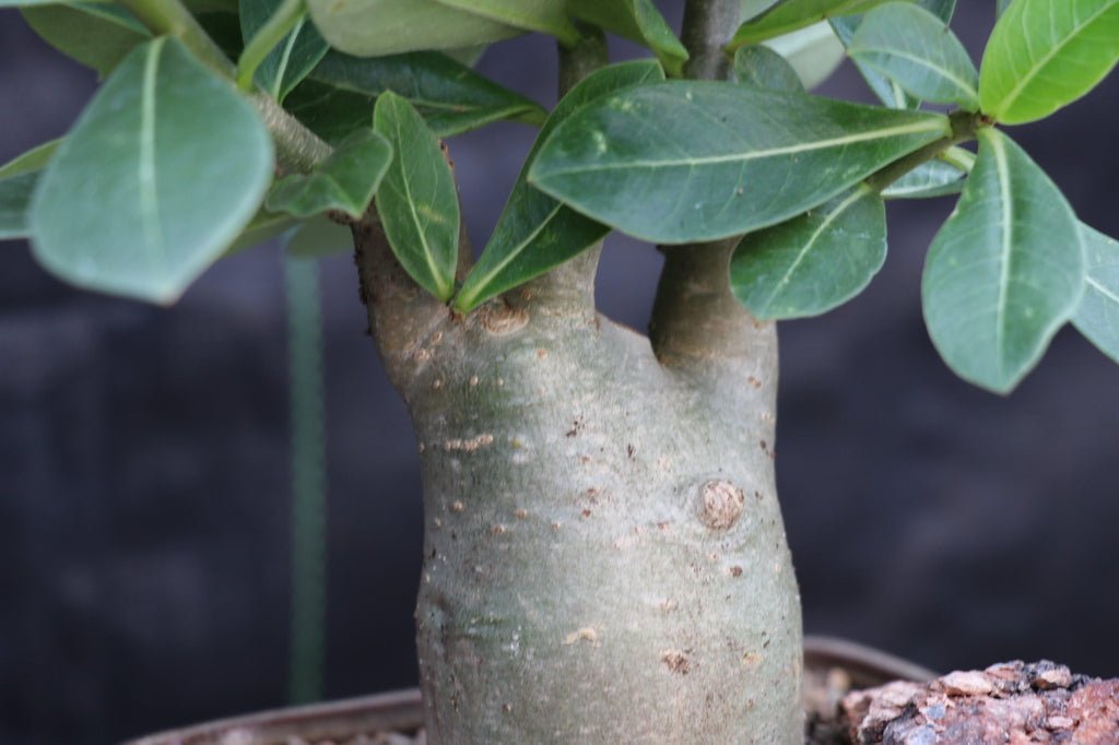 Desert Rose Bonsai Tree Branches