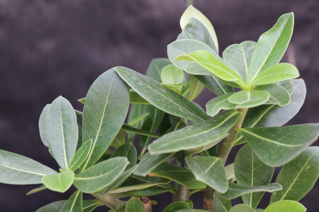Desert Rose Bonsai Tree Leaves