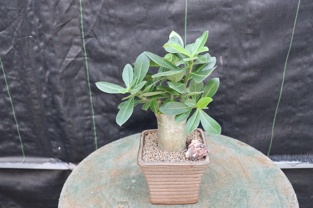 Desert Rose Bonsai Tree Canopy