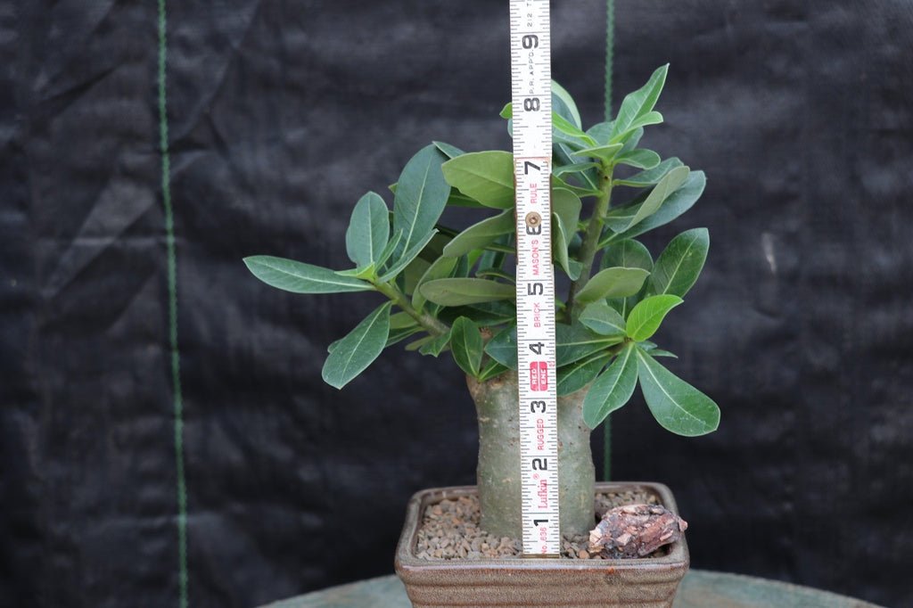 Desert Rose Bonsai Tree Size