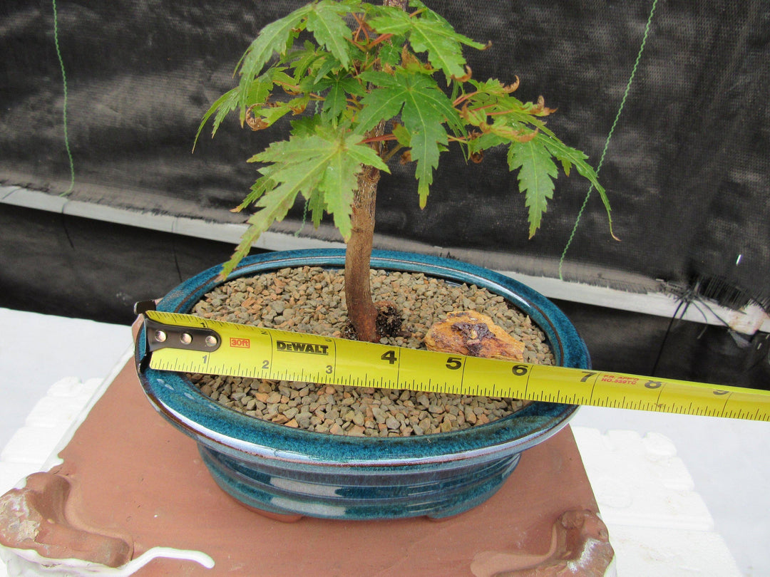 Dwarf Green Japanese Maple Bonsai Tree Size
