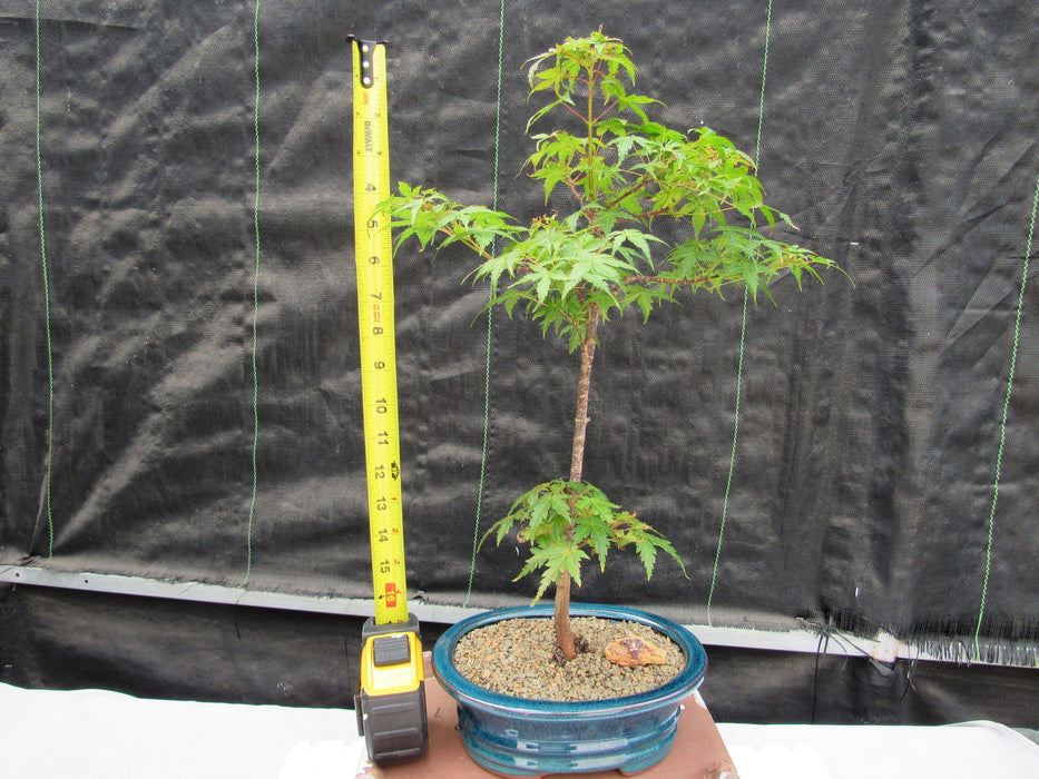 Dwarf Green Japanese Maple Bonsai Tree Height