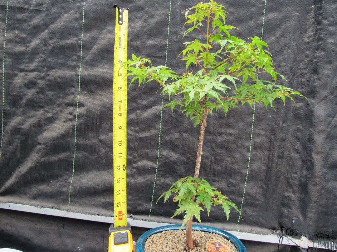 Dwarf Green Japanese Maple Bonsai Tree Tall
