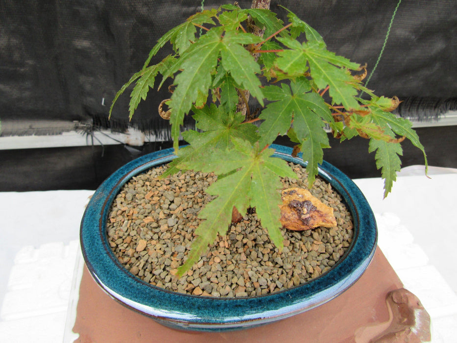 Dwarf Green Japanese Maple Bonsai Tree Canopy