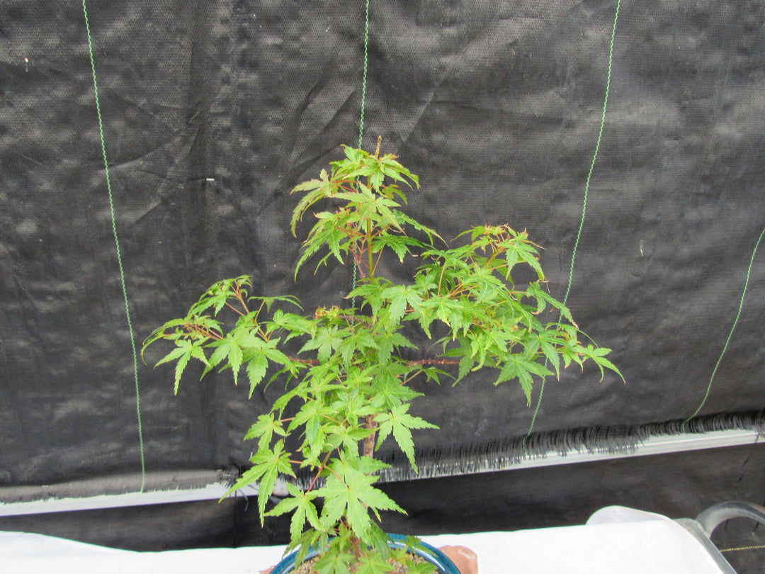 Dwarf Green Japanese Maple Bonsai Tree Foliage