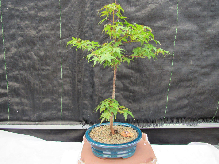 Dwarf Green Japanese Maple Bonsai Tree Profile