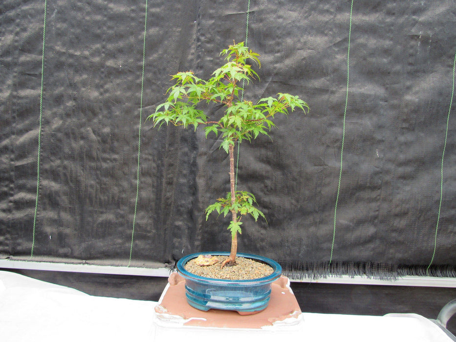 Dwarf Green Japanese Maple Bonsai Tree Back