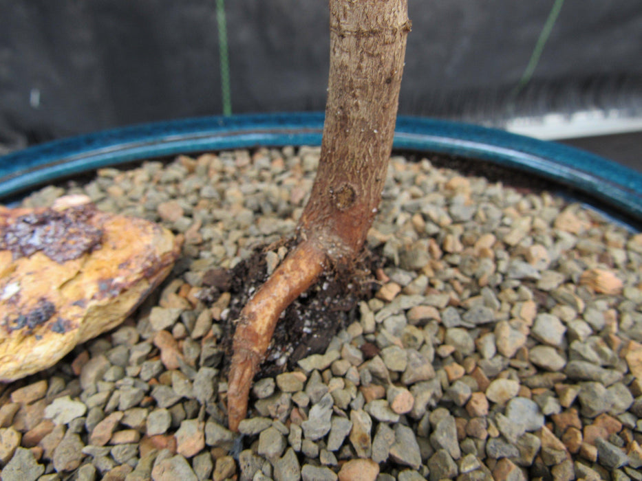 Dwarf Green Japanese Maple Bonsai Tree Root