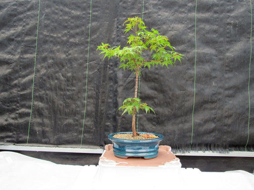 Dwarf Green Japanese Maple Bonsai Tree