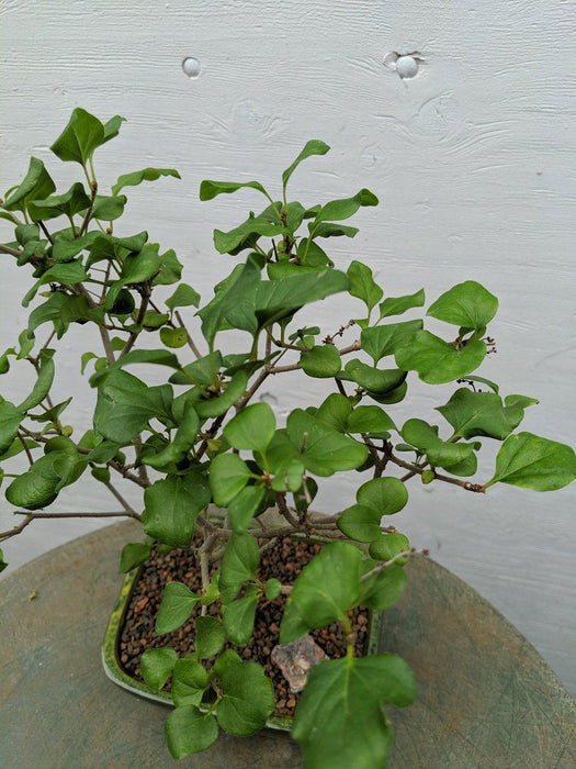 Dwarf Korean Lilac Bonsai Tree Foliage