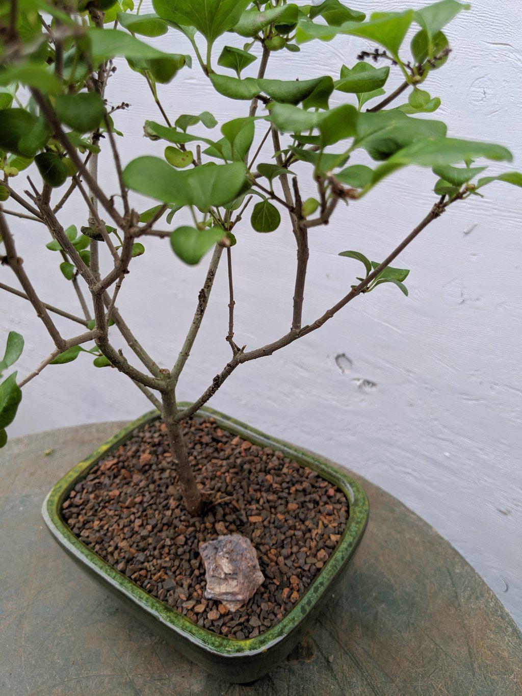 Dwarf Korean Lilac Bonsai Tree Trunk