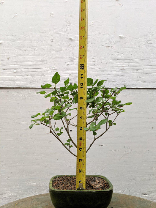 Dwarf Korean Lilac Bonsai Tree Size