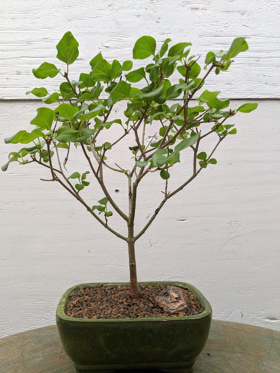 lychee tree bonsai Dwarf Korean Lilac Bonsai Tree