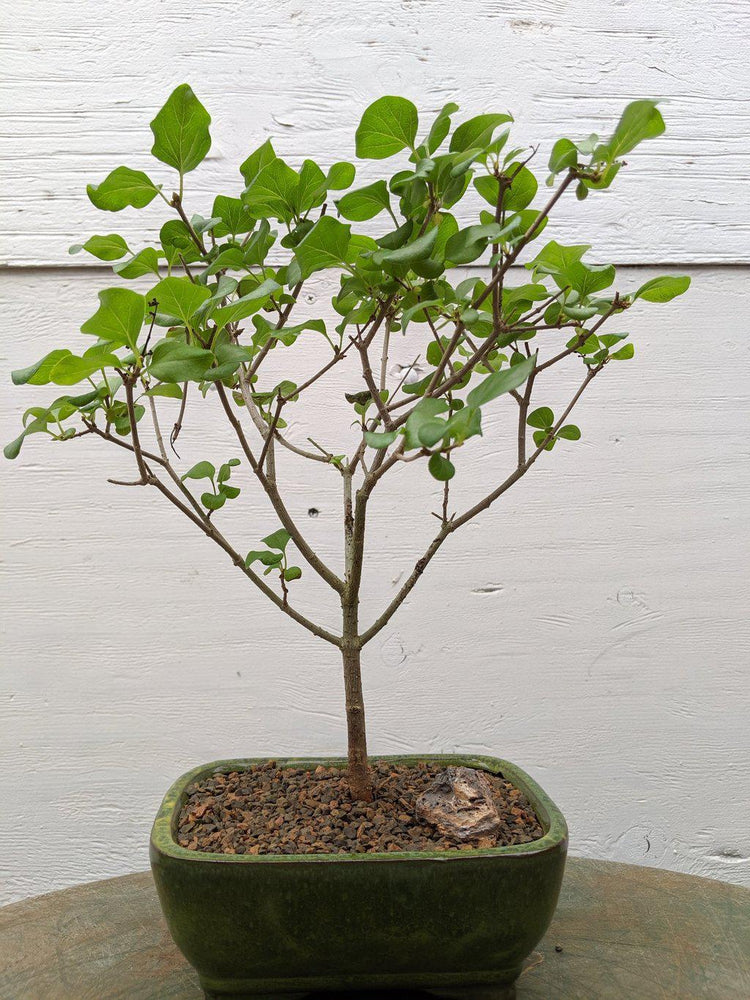Dwarf Korean Lilac Bonsai Tree