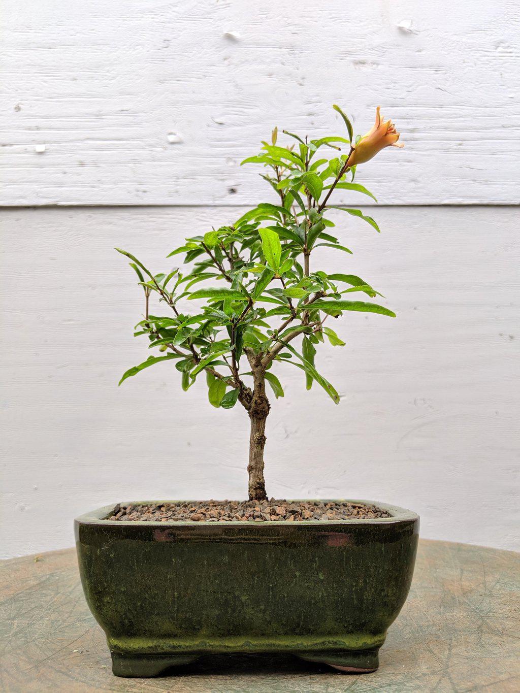 Dwarf pomegranate bonsai tree