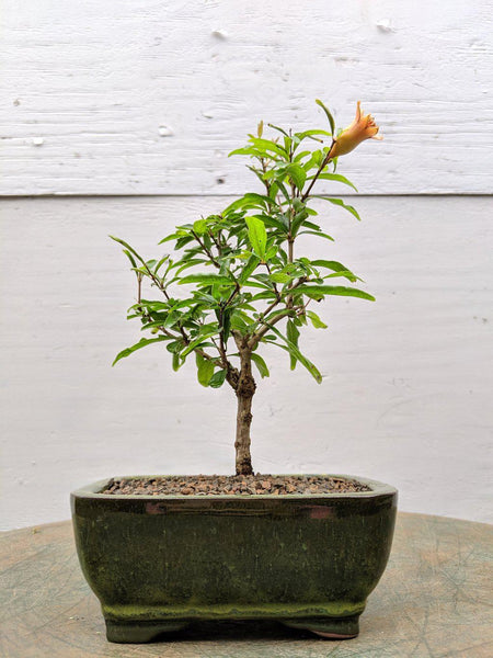 pomegranate tree bonsai Dwarf Pomegranate Bonsai Tree