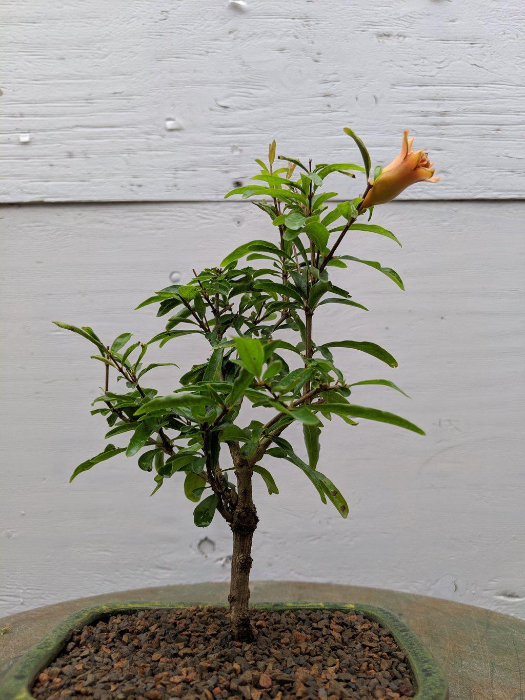 Dwarf pomegranate bonsai tree