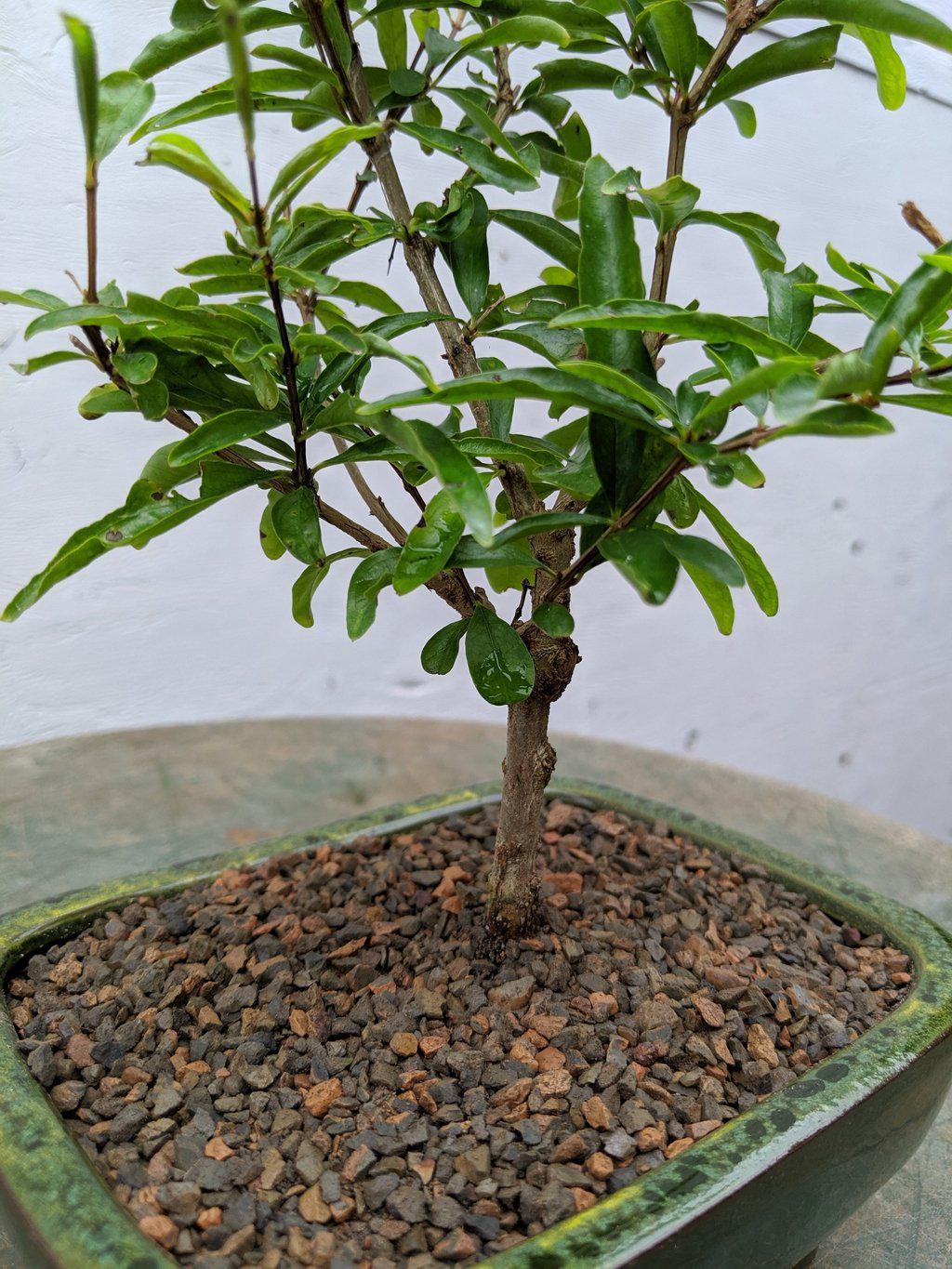 Dwarf pomegranate bonsai tree