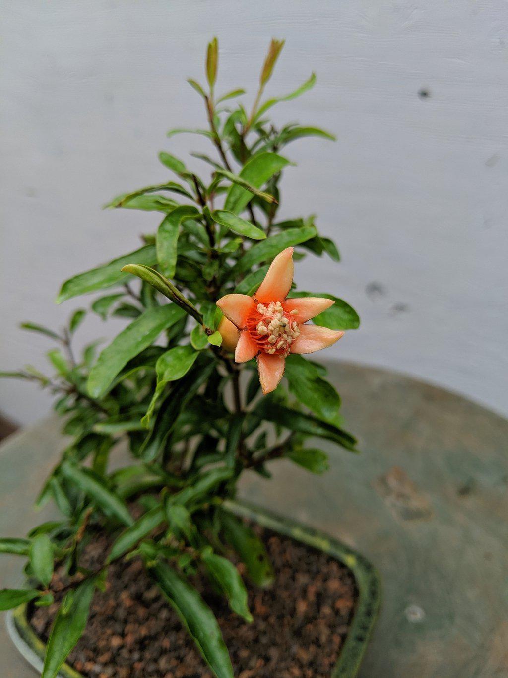 Dwarf pomegranate bonsai tree