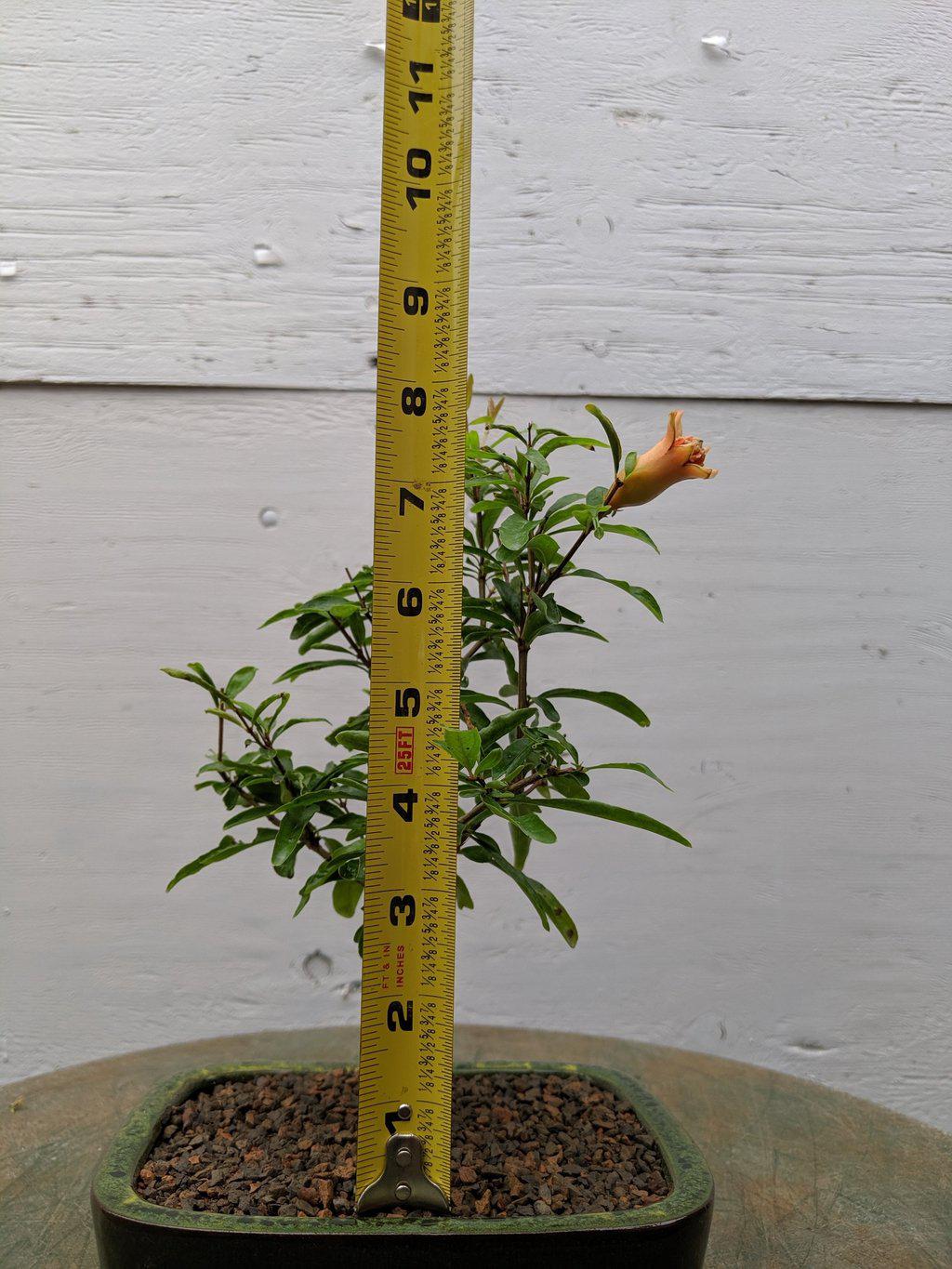 Dwarf Pomegranate Bonsai Tree Height
