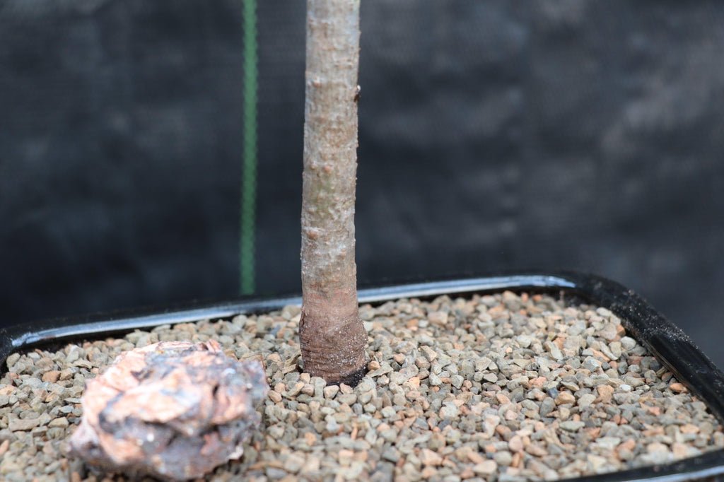 Eastern White Pine Bonsai Tree Trunk