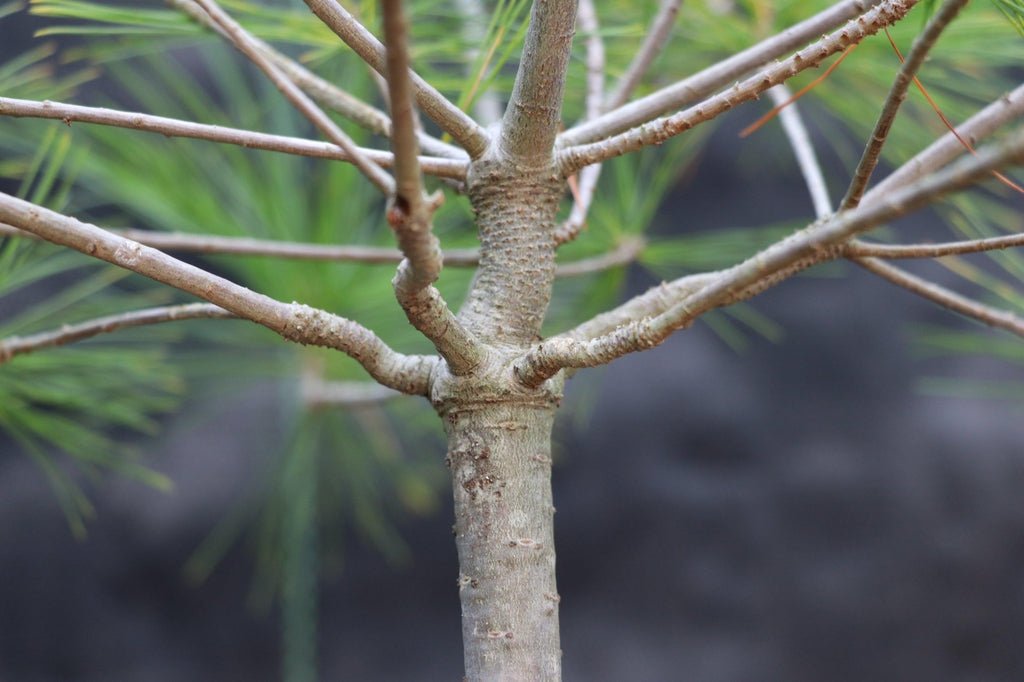 Eastern White Pine Bonsai Tree Branches