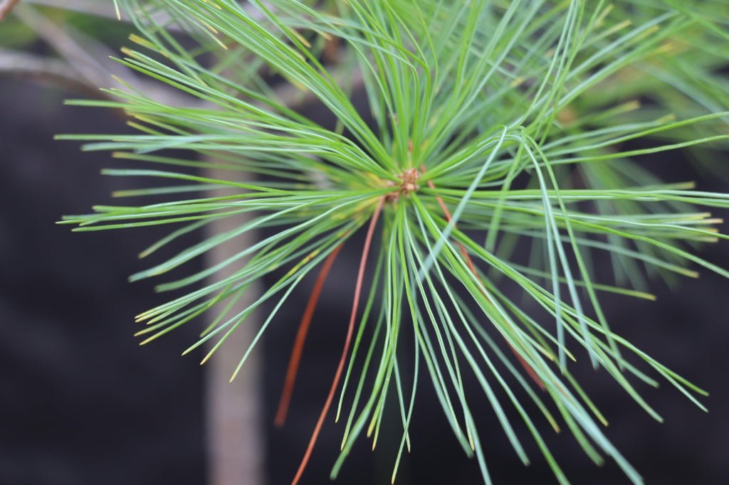 Eastern White Pine Bonsai Tree Needles