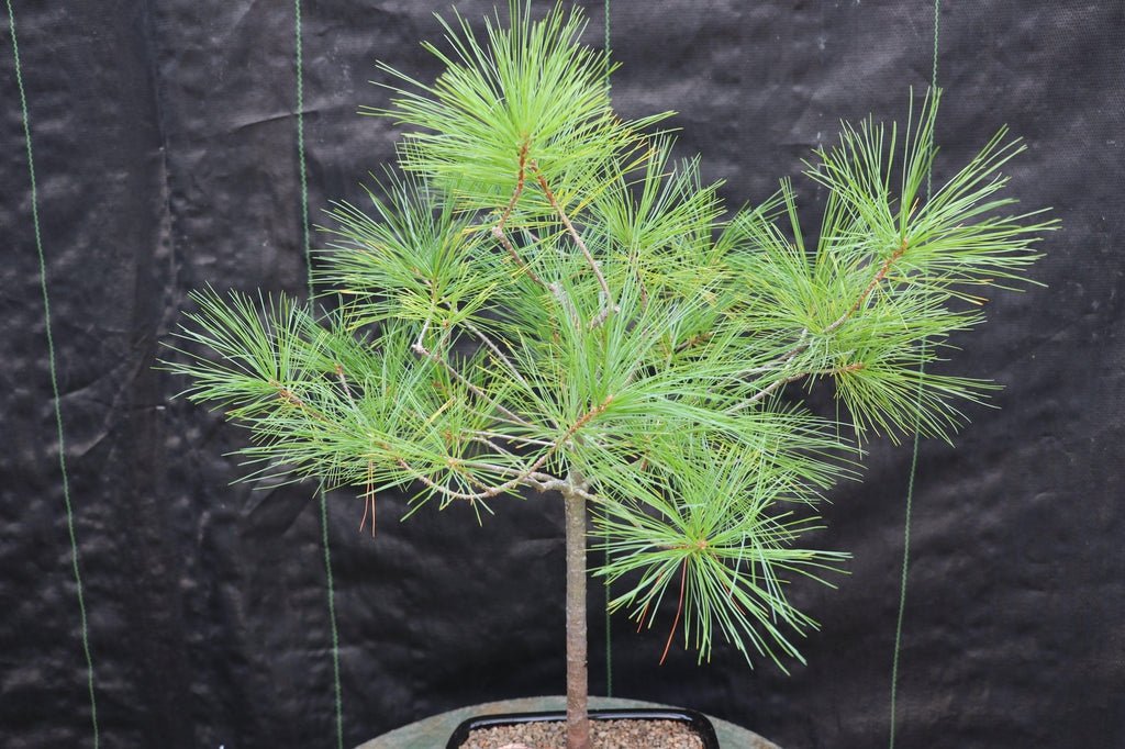 Eastern White Pine Bonsai Tree Foliage